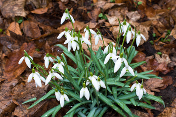 Snowdrops bloom in the park.
