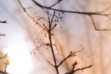 Hello, spring! Nature wakes up after winter. Swollen, blooming buds on the branches of trees and bushes.
