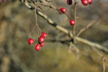 Ripe berries of barberry.