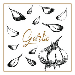 Garlic cloves, garlic bulb in  flat style and black and white outline. Hand drawn isolated illustration for vegetarian poster, banner, cards, label, logo, vegetable icons, stickers, print, menu, shop