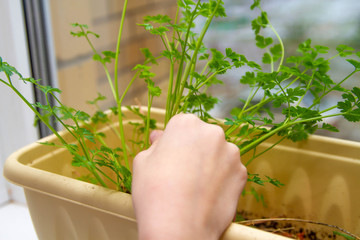 Young juicy parsley leaves at home on the windowsill in a pot. Pluck the parsley for seasoning, add flavor to the dish, the food. Fresh greens on the windowsill.