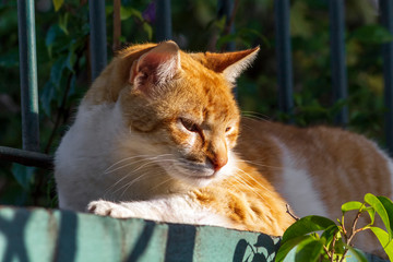 Gato Theo IMG_6013