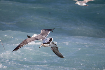Seagull is hunting on the wave