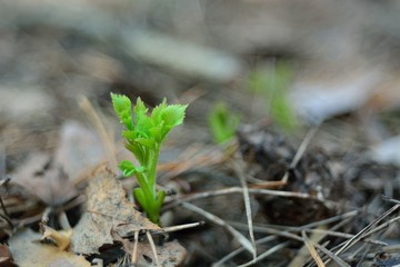 The first spring flowers and shoots.