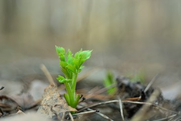 The first spring flowers and shoots.