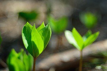 The first spring flowers and shoots.