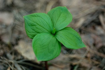 The first spring flowers and shoots.