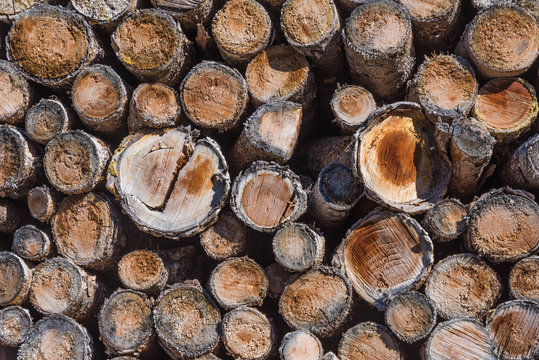 Brennholzstapel mit Baumscheiben