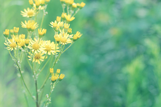Senecio hydrophilus Nutt. wild yellow flowers,  blooming weed plant in summer garden