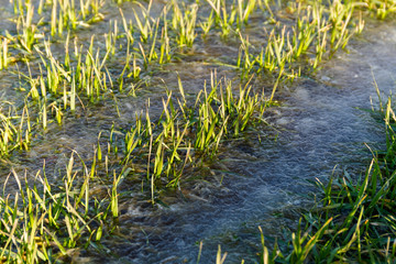 Fototapety na wymiar - Fototapeta24.pl