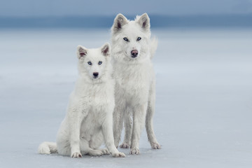 Naklejka premium Puppy with mom