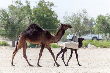 Camel and it's baby walking in the desert	