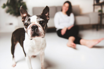 Woman with is Boston Terrier on the living room