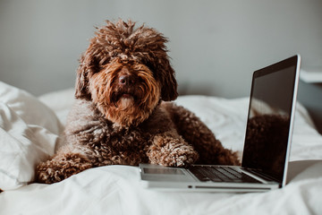 .Nice and sweet spanish water dog working from home with his laptop on top of the bed in the coronavirus global crisis. Lifestyle
