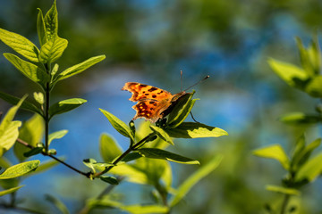 A  comma butterfly (Polygonia c-album) on a spring day