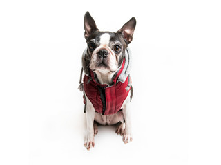 Beautiful boston terrier dog on white background wearing winter coat