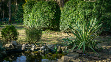 Beautiful striped leaves of Yucca gloriosa Variegata on shore of garden pond. Trimmed boxwood bush Buxus sempervirens on background. Nature concept for design