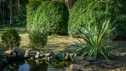 Tuinposter  Beautiful striped leaves of Yucca gloriosa Variegata on shore of garden pond. Trimmed boxwood bush Buxus sempervirens on background. Nature concept for design  © MarinoDenisenko