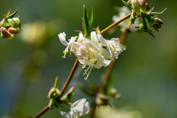 Close-up of blooming flower winter honeysuckle Lonicera fragrantissima (standishii), or January jasmine, Chinese honeysuckle. White flowers on green blurred natural bokeh background