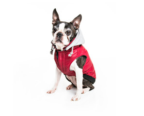 Beautiful boston terrier dog on white background wearing winter coat