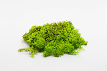 Colored moss for hobby and decor.