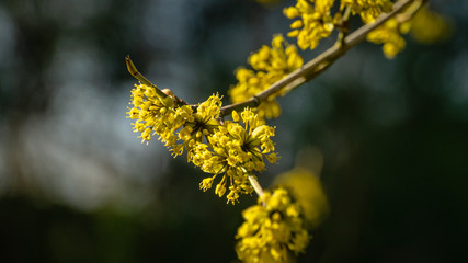 Lyric twig with yellow flowers on grey blurred with bokeh background. Soft selective macro focus cornelian cherry blossom (Cornus mas, European cornel, dogwood) in early spring