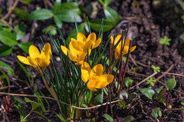 Gelber Krokus - Crocus Chrysanthus