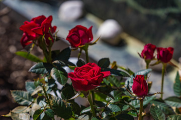 Fototapeta na wymiar Blühender Strauch mit roten Rosen