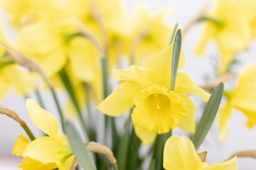 Yellow narcissus with shallow depth of view