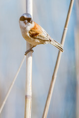 A penduline tit (Remiz pendulinus)