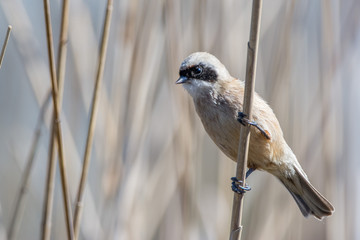 A penduline tit (Remiz pendulinus)