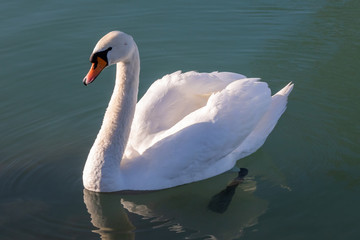 Naklejka premium Beautiful swan swims in the lake at sunrise. Siofok town by the Balaton lake.