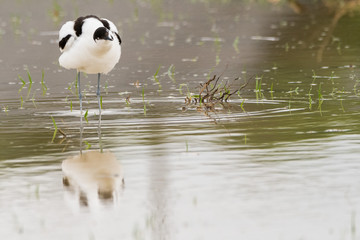 A pied avocet (Recurvirostra avosetta) in the water