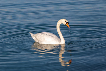 Beautiful swan swims in the lake at sunrise. Siofok town by the Balaton lake.
