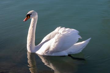 Beautiful swan swims in the lake at sunrise. Siofok town by the Balaton lake.