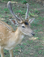 A European Fallow Deer walking towards the camera