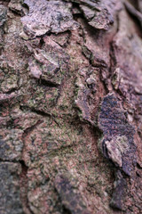 Macro detail close up of tree bark