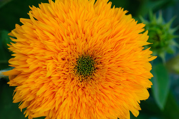 A moth on a flower.Decorative sunflower variety 'Teddy Bear'.