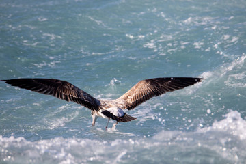 Seagull is hunting on the wave