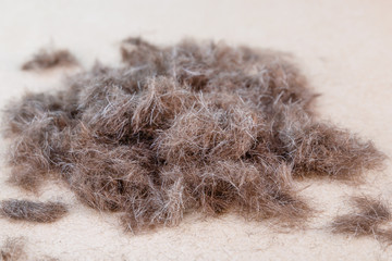 Brown men's hair with gray hair. Cropped cut locks is on light ceramic floor.Filament care concept.Selective focus.Close up.