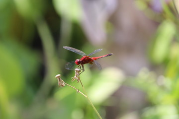 Libelula