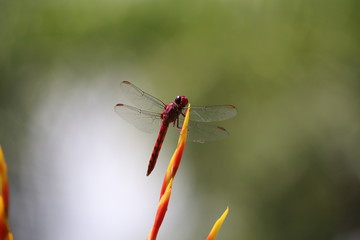 Libelula