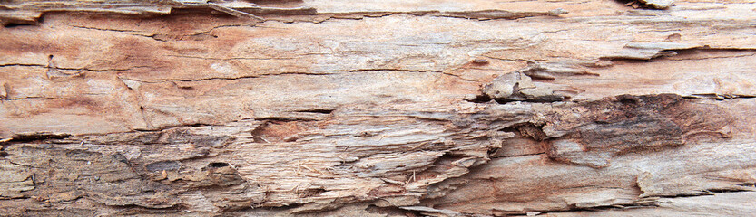 Plakat Stripped bare tree trunk background