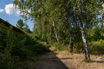 green birch trees grow along the walkway on a sunny summer day