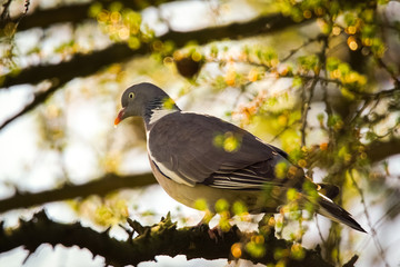 a dove sitting on a tree trunk on a sunny day