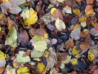 mixed fallen wet autumn leaves in different colors on a woodland floor