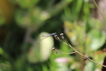 Libelula