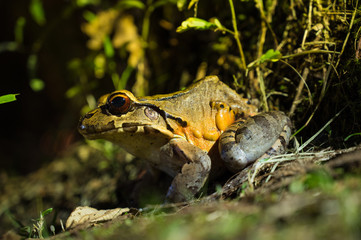Bullfrog in Costa Rica