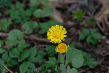 Der Huflattich gehört zu der Familie der Korbblütler. Er ist einer der ersten Frühjahrsblumen, deren Blüten vor der Entwicklung der Laubblätter erscheinen