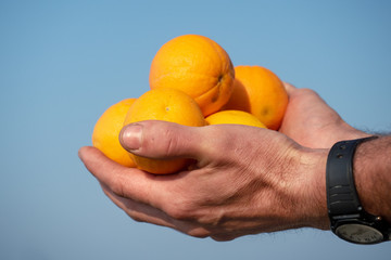 Strong male hands hold oranges. Textured leather. Close-up